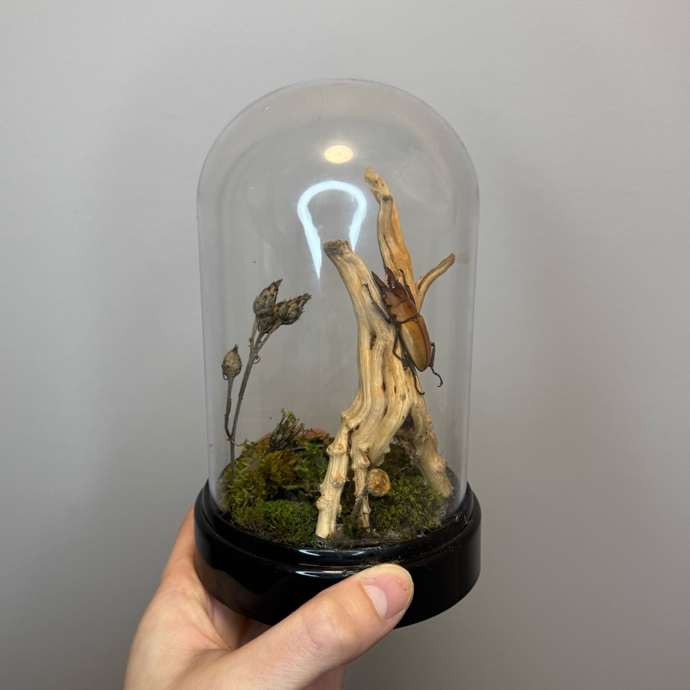 Taxidermy stag beetle dome made with 100% natural foraged materials